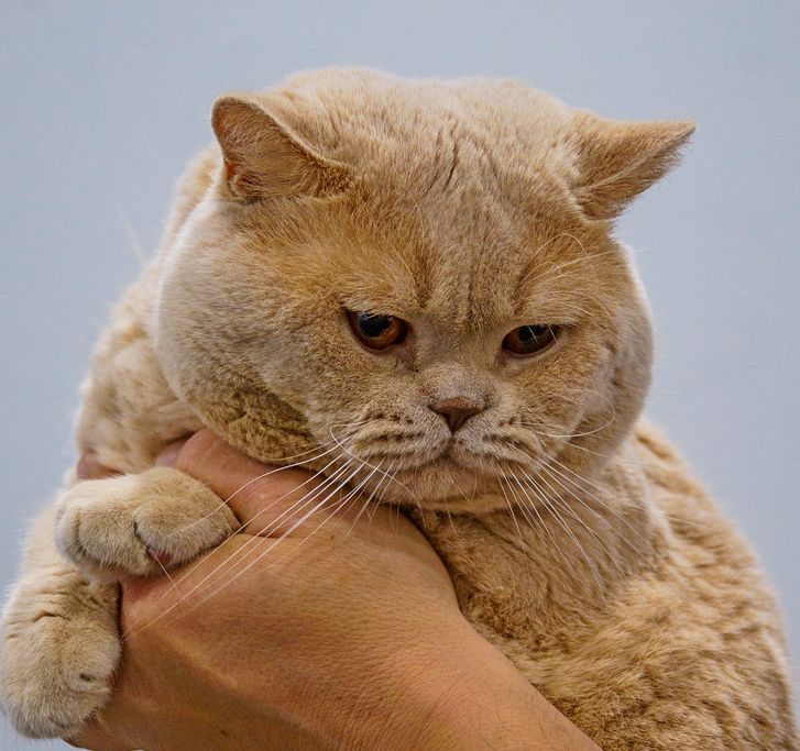 GECH. Anatolij Von Blau Prinz